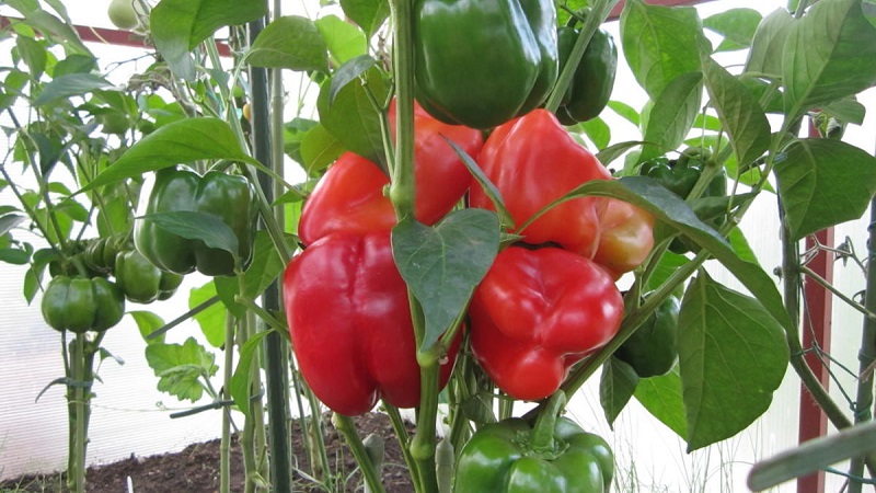 To the envy of neighbors and the delight of the owners - the California miracle pepper variety with a perfect view and great taste