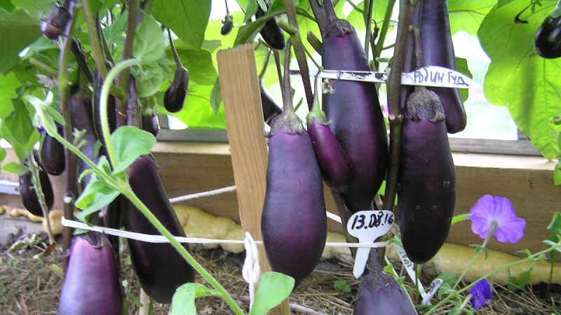 Unpretentious Robin Hood Eggplant - Ideal for Beginner Farmers