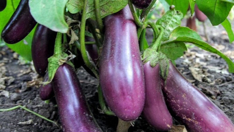 Unpretentious Robin Hood Eggplant - Ideal for Beginner Farmers