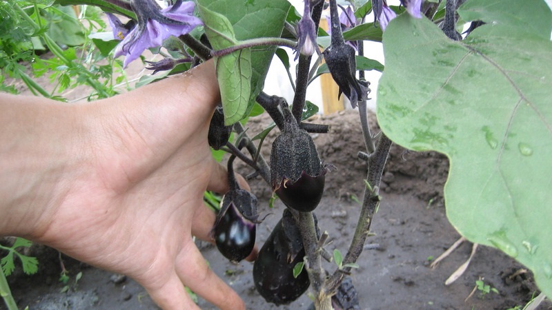 Unpretentious Robin Hood Eggplant - Ideal for Beginner Farmers
