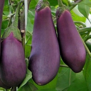 Unpretentious Robin Hood Eggplant - Ideal for Beginner Farmers