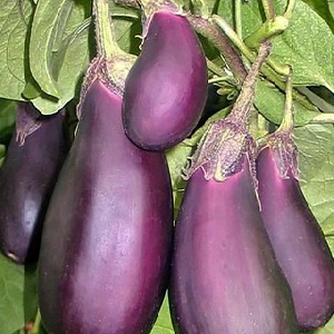 Unpretentious Robin Hood Eggplant - Ideal for Beginner Farmers