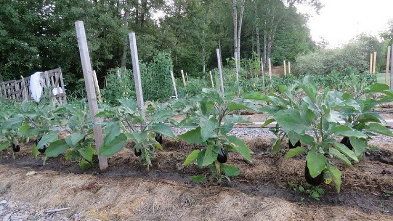 Unpretentious Robin Hood Eggplant - Ideal for Beginner Farmers