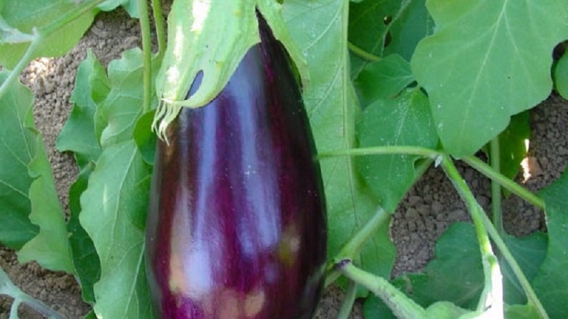Unpretentious Robin Hood Eggplant - Ideal for Beginner Farmers