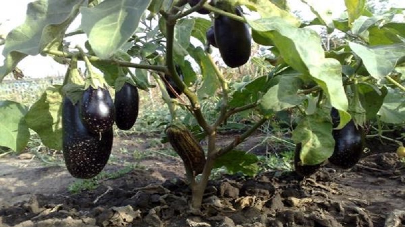 Unpretentious Robin Hood Eggplant - Ideal for Beginner Farmers