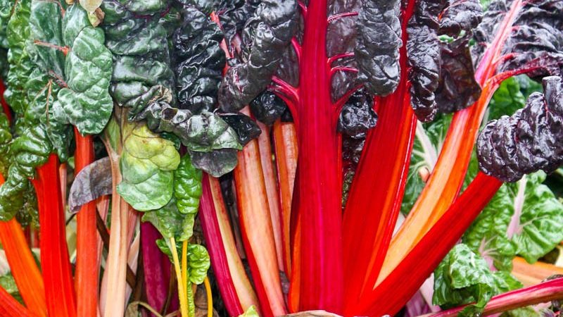 Is it necessary and possible to pick off the leaves of beets during growth: consider the feasibility and learn how to do it