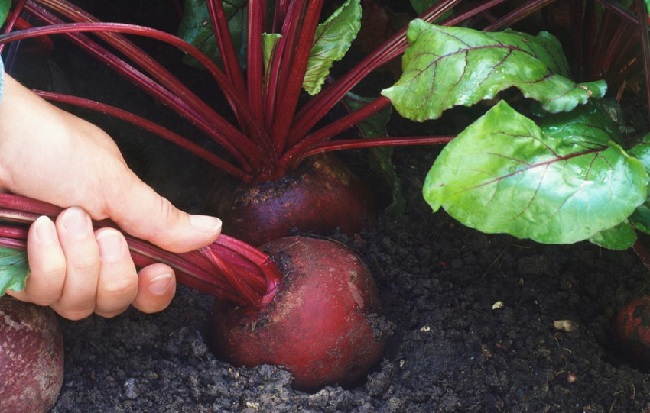 Is it necessary and possible to pick off the leaves of beets during growth: consider the feasibility and learn how to do it