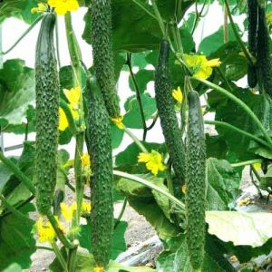 Delicious and fragrant Alligator cucumber for fresh consumption