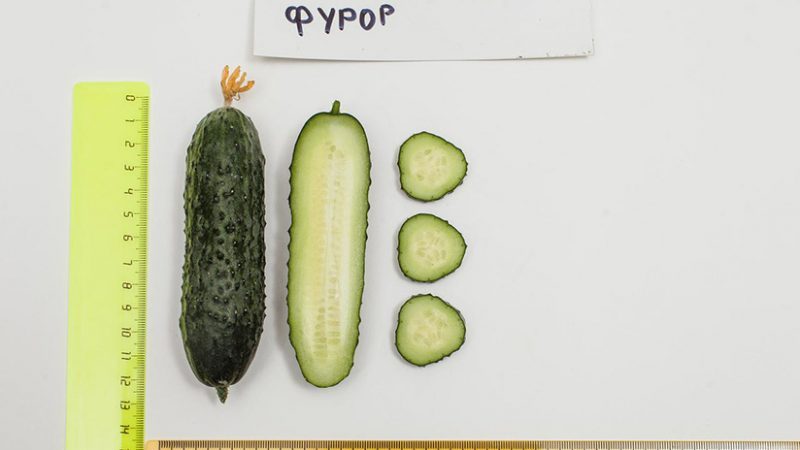 Overview of Furor cucumbers: advantages and disadvantages, crop characteristics and tips for growing