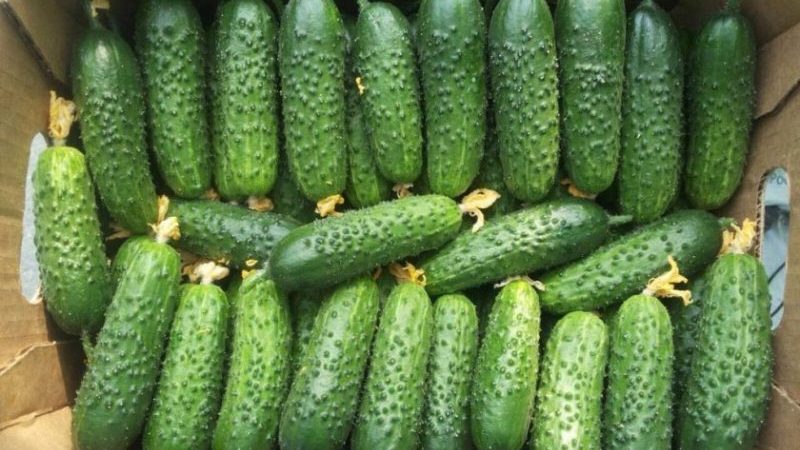 Overview of Furor cucumbers: advantages and disadvantages, crop characteristics and tips for growing