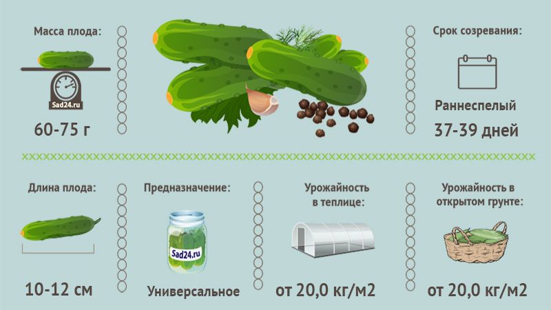 Overview of Furor cucumbers: advantages and disadvantages, crop characteristics and tips for growing