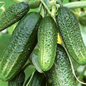 Cucumber hybrid grandmother's granddaughter f1: description and features of agricultural technology