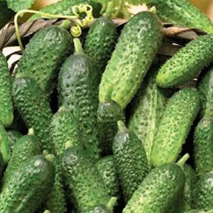 Cucumber hybrid grandmother's granddaughter f1: description and features of agricultural technology