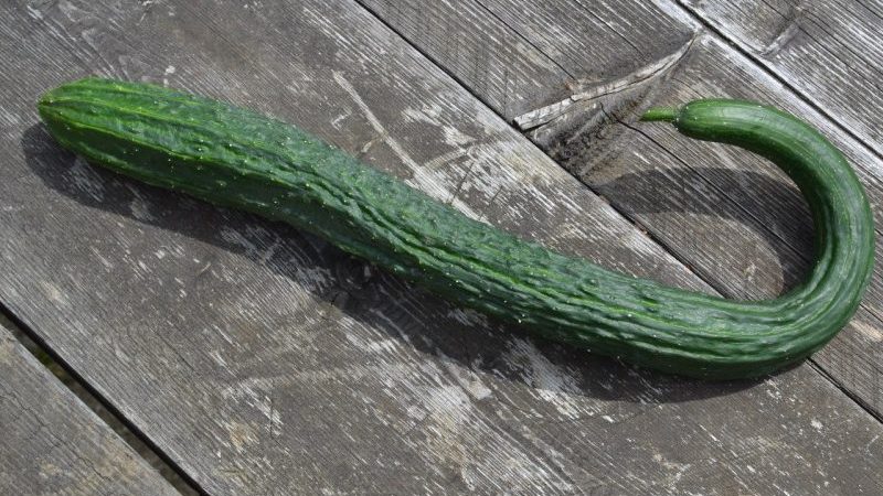 How to grow long cucumbers Chinese snakes of an unusual shape and break yield records on your site