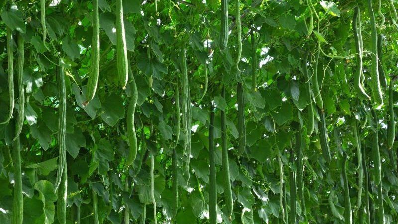 How to grow long cucumbers Chinese snakes of an unusual shape and break yield records on your site