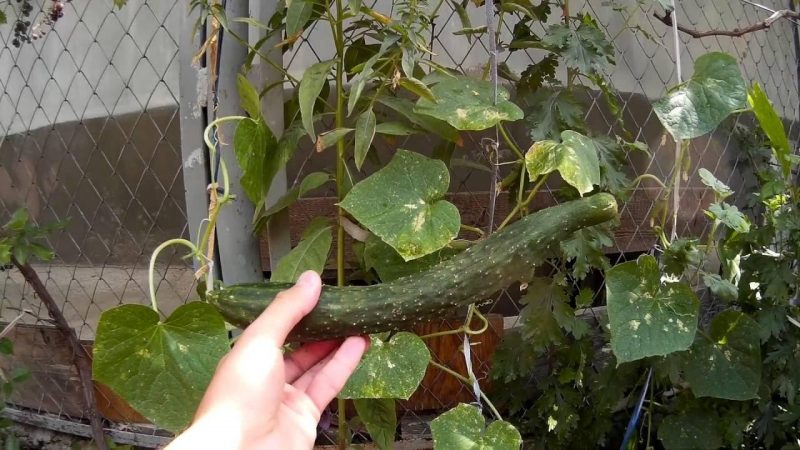 How to grow long cucumbers Chinese snakes of an unusual shape and break yield records on your site
