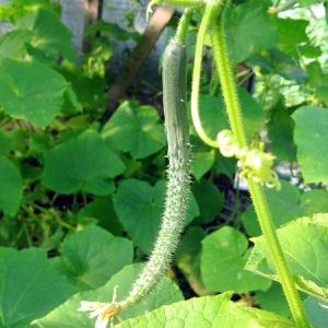 How to grow long cucumbers Chinese snakes of an unusual shape and break yield records on your site