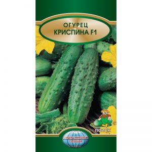 Unpretentious, productive and tasty Crispin cucumber from Dutch breeders