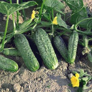 Unpretentious, productive and tasty Crispin cucumber from Dutch breeders