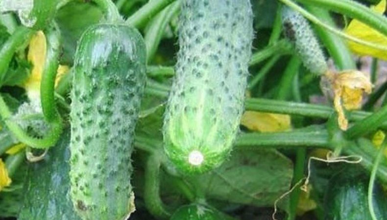 Unpretentious, productive and tasty Crispin cucumber from Dutch breeders
