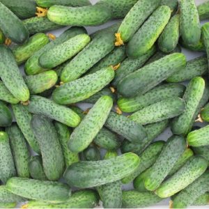Unpretentious, productive and tasty Crispin cucumber from Dutch breeders
