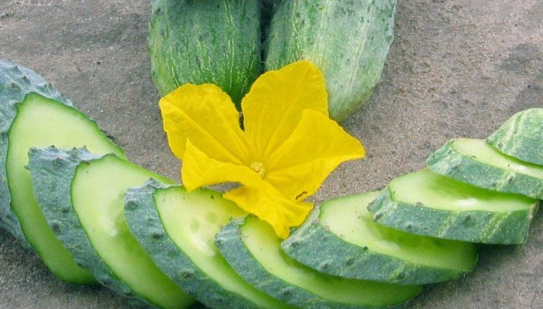 Unpretentious, productive and tasty Crispin cucumber from Dutch breeders