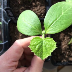 Mid-season cucumber pollinated by bees Spring from Moldovan breeders