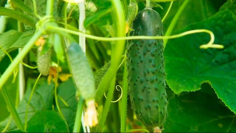 Stably yielding and time-tested cucumber Mother-in-law