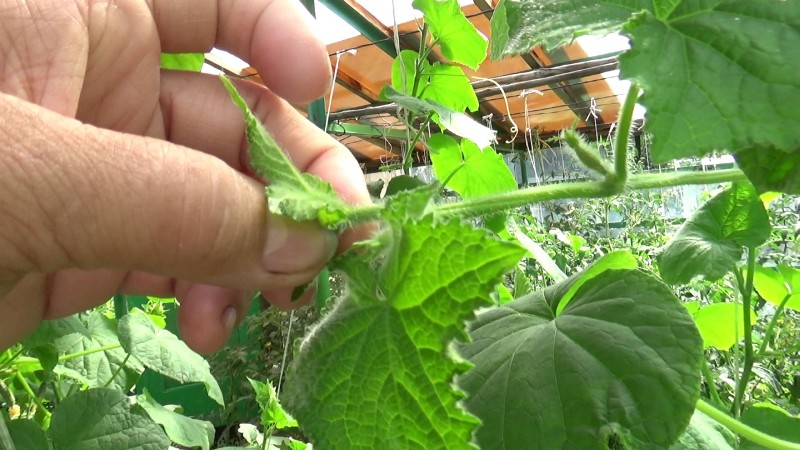 Cucumber hybrid grandmother's granddaughter f1: description and features of agricultural technology