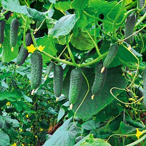 Hybrid early ripening hybrid of Gunnar cucumbers: characteristics and cultivation techniques