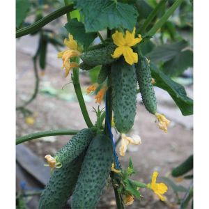 Hybrid early ripe hybrid of Gunnar cucumbers: characteristics and cultivation techniques