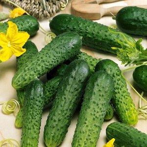 Hybrid early ripe hybrid of Gunnar cucumbers: characteristics and cultivation techniques