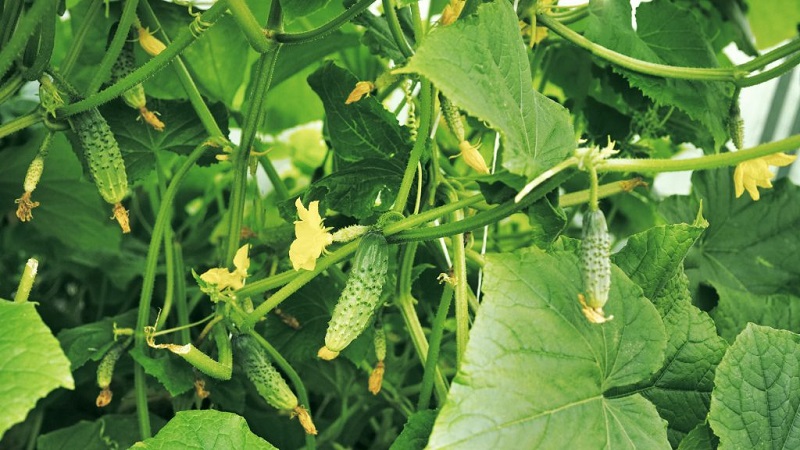 Greenhouse popular hybrid with a beautiful name and a bountiful harvest - cucumbers Emerald earrings