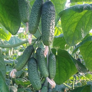 Greenhouse popular hybrid with a beautiful name and bountiful harvest - cucumbers Emerald earrings