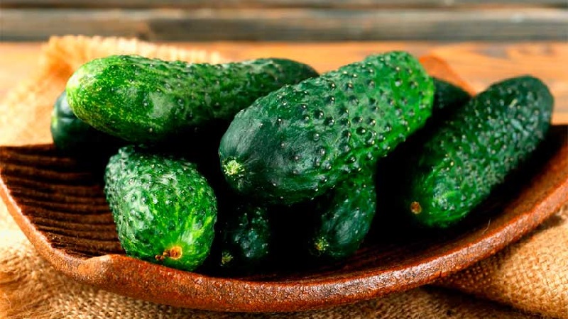 Greenhouse popular hybrid with a beautiful name and bountiful harvest - cucumbers Emerald earrings