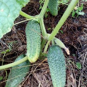 Greenhouse popular hybrid with a beautiful name and bountiful harvest - cucumbers Emerald earrings