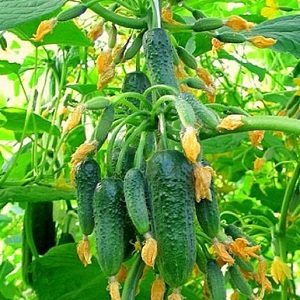 Greenhouse popular hybrid with a beautiful name and bountiful harvest - cucumbers Emerald earrings