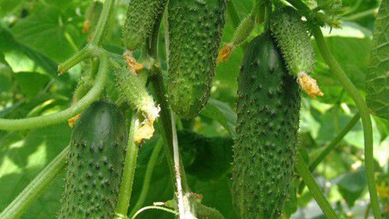 Greenhouse popular hybrid with a beautiful name and a bountiful harvest - cucumbers Emerald earrings