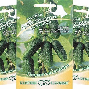 Greenhouse popular hybrid with a beautiful name and a bountiful harvest - cucumbers Emerald earrings