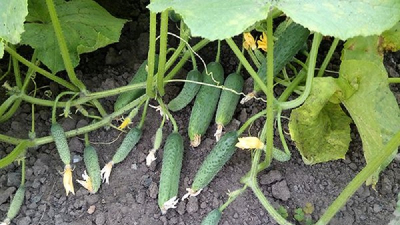 Greenhouse popular hybrid with a beautiful name and a bountiful harvest - cucumbers Emerald earrings