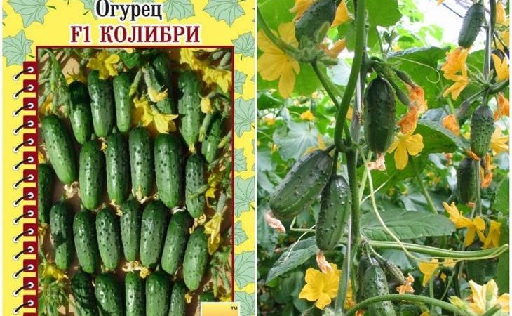 Amazing yield of hummingbird cucumber for pickles and fresh consumption