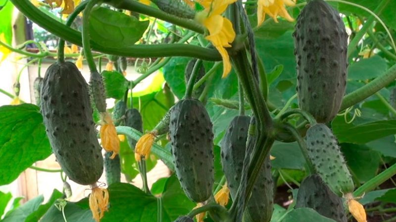 Amazing yield of hummingbird cucumber for pickles and fresh consumption