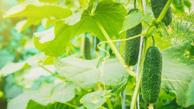 Amazing yield of hummingbird cucumber for pickles and fresh consumption