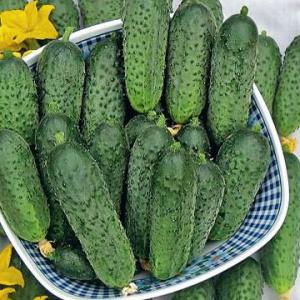 Early hybrid of cucumbers Grasshopper from domestic breeders