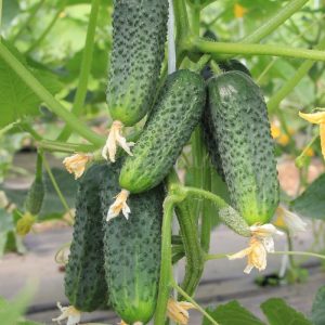 Stably yielding and time-tested cucumber Mother-in-law