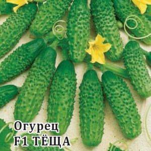 Stably yielding and time-tested cucumber Mother-in-law