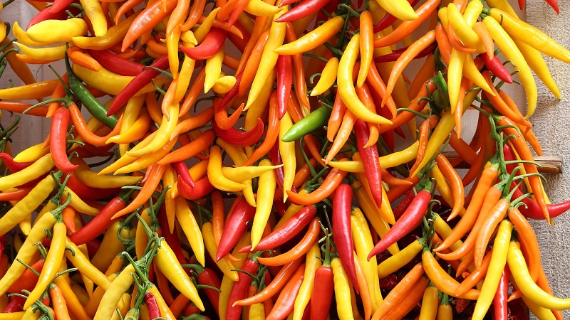 Features and varieties of Pepperoni pepper, its cultivation and applications