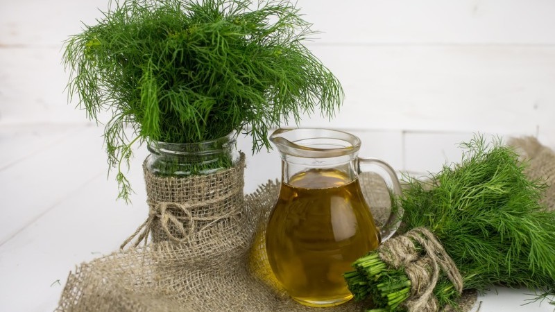 What does the dill decoction help from, how to cook and use it correctly