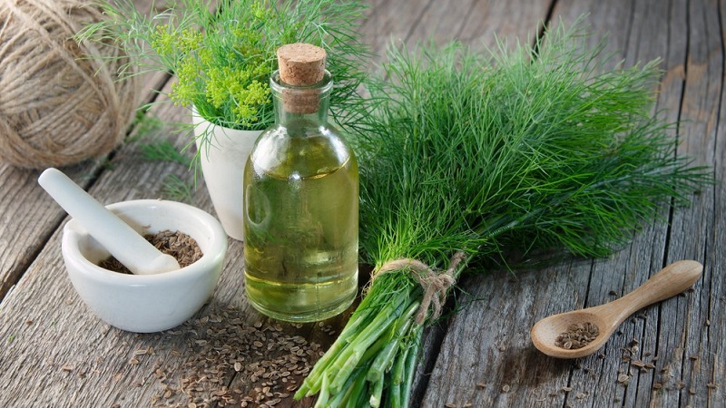 What does the dill decoction help from, how to cook and use it correctly
