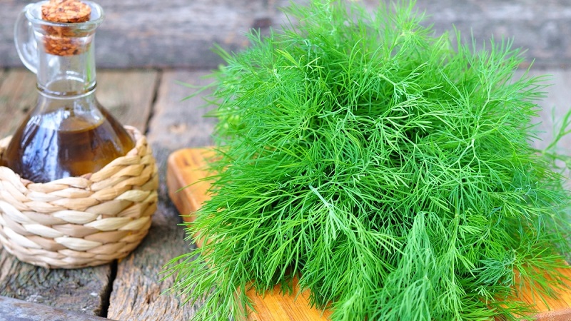 What does the dill decoction help from, how to cook and use it correctly